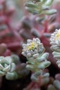 Broadleaf stonecrop, Sedum spathulifolium Cape Blanco, budding plant